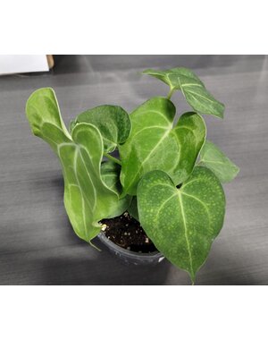  3.5" Anthurium Clarinervium