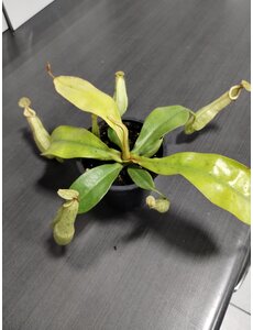  3.5" Nepenthes Dyeriana