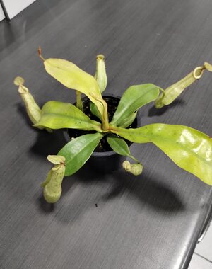  3.5" Nepenthes Dyeriana