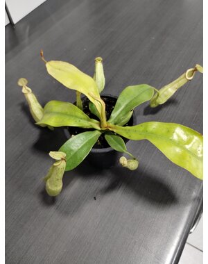  3.5" Nepenthes Dyeriana