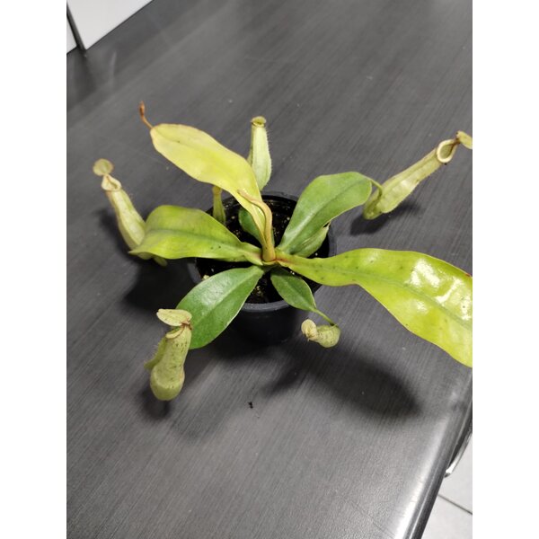 3.5" Nepenthes Dyeriana