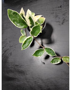  3.5" Hoya Carnossa (Variegated)