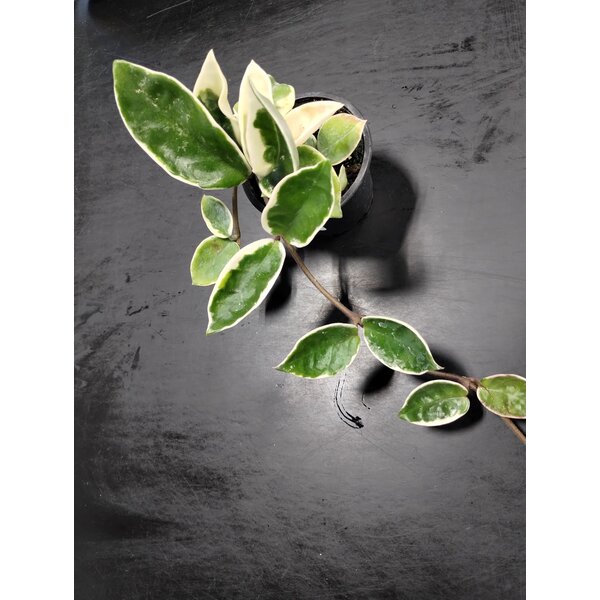 3.5" Hoya Carnossa (Variegated)