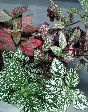  3.5" Polka Dot Plant - Assorted Colours