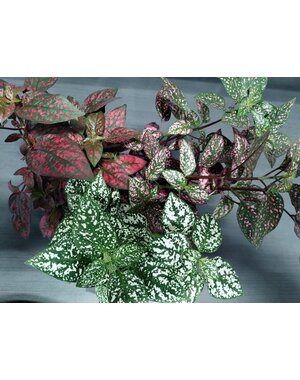  3.5" Polka Dot Plant - Assorted Colours