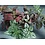 3.5" Polka Dot Plant - Assorted Colours