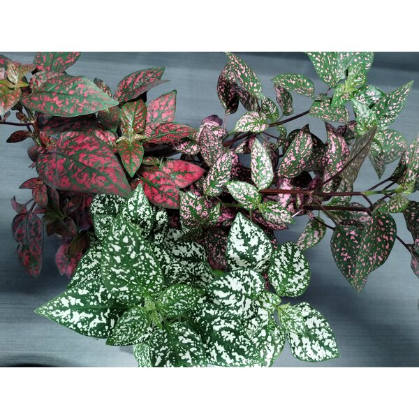 3.5" Polka Dot Plant - Assorted Colours