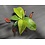 3.5" Nepenthes Mirabillis Bloody Mary