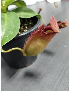  3.5" Nepenthes Mirabillis Bloody Mary