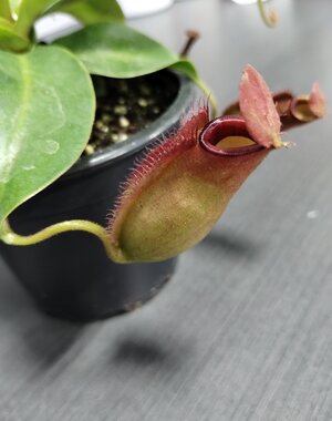  3.5" Nepenthes Mirabillis Bloody Mary