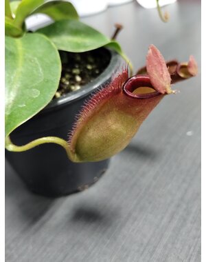  3.5" Nepenthes Mirabillis Bloody Mary