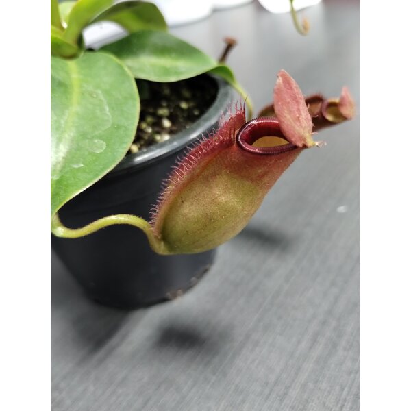 3.5" Nepenthes Mirabillis Bloody Mary