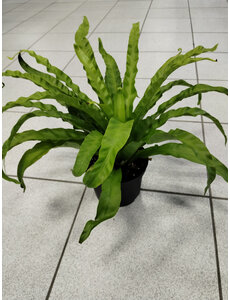  6" Birdnest Fern