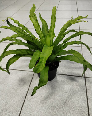  6" Birdnest Fern