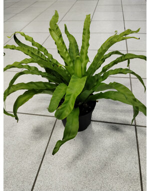  6" Birdnest Fern