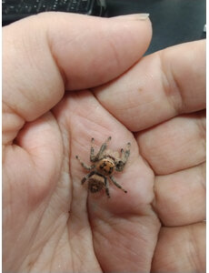  Phidippus Regius (Regal Jumping Spider)