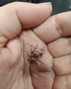  Phidippus Regius (Regal Jumping Spider)