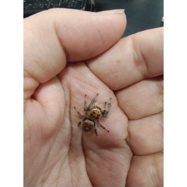 Phidippus Regius (Regal Jumping Spider)
