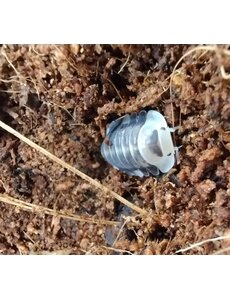  Isopods -Cubaris sp. "White ducky" 6 count