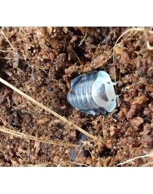  Isopods -Cubaris sp. "White ducky" 6 count