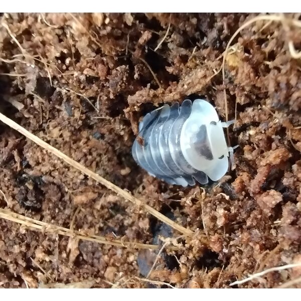 Isopods -Cubaris sp. "White ducky" 6 count