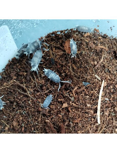 Pet Paradise Isopods - Porcellionides Pruinosus (Oreo Crumble)  12 Count