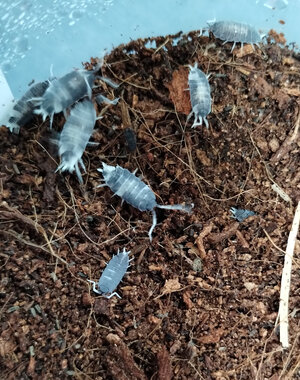 Pet Paradise Isopods - Porcellionides Pruinosus (Oreo Crumble)  12 Count