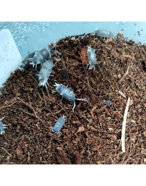 Pet Paradise Isopods - Porcellionides Pruinosus (Oreo Crumble)  12 Count