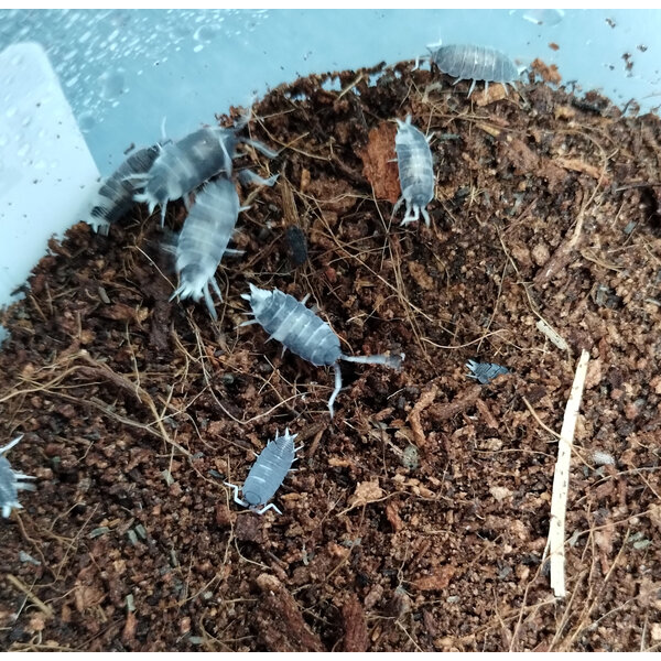 Pet Paradise Isopods - Porcellionides Pruinosus (Oreo Crumble)  12 Count