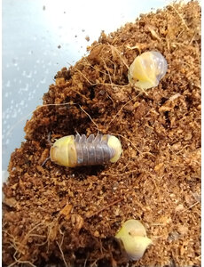  Isopods -Cubaris sp. "Rubber ducky" 6 count