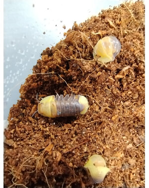  Isopods -Cubaris sp. "Rubber ducky" 6 count