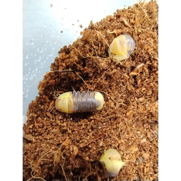 Isopods -Cubaris sp. "Rubber ducky" 6 count