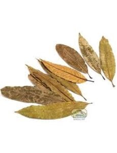 Newcal Pet NewCal Mango Leaves (4-6") (20 pack)