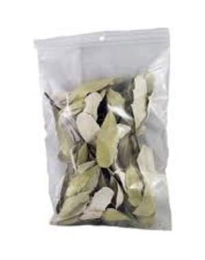  Jurassic Integrifolia Leaves