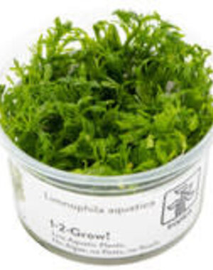 Tropica Tropica 1-2-Grow! Limnophila aquatica
