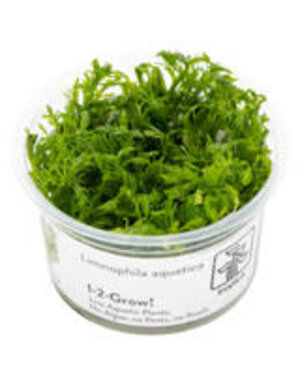 Tropica Tropica 1-2-Grow! Limnophila aquatica