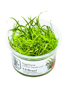 Tropica Tropica 1-2-Grow! Sagittaria subulata 'Needle Leaf'