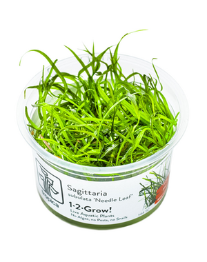 Tropica Tropica 1-2-Grow! Sagittaria subulata 'Needle Leaf'