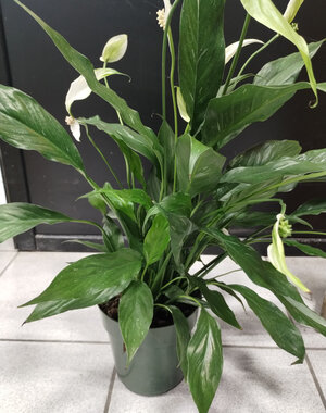  6" Spathiphyllum -Domino Peace Lilly