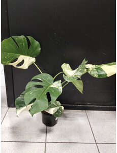  6" Monstera Tia Constellation