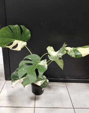 6" Monstera Tia Constellation