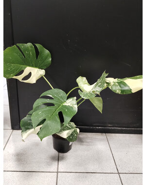  6" Monstera Tia Constellation