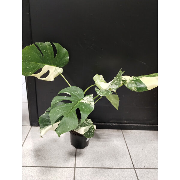 6" Monstera Tia Constellation