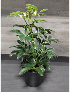  4" Schefflera,  Moon Drop