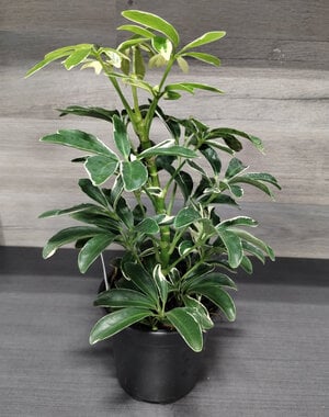  4" Schefflera,  Moon Drop