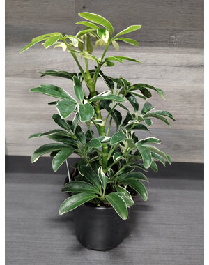  4" Schefflera,  Moon Drop