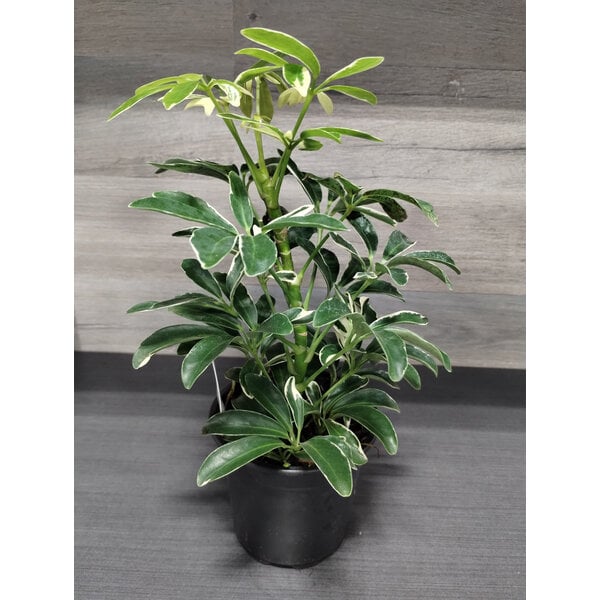 4" Schefflera,  Moon Drop