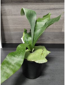  4" Staghon Fern