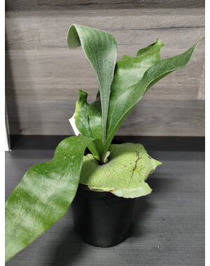  4" Staghon Fern