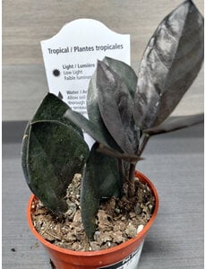  2.5" ZZ Plant- Oscuro Black